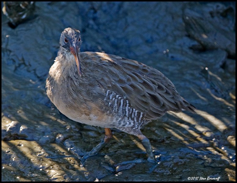 _0SB7356 clapper rail.jpg